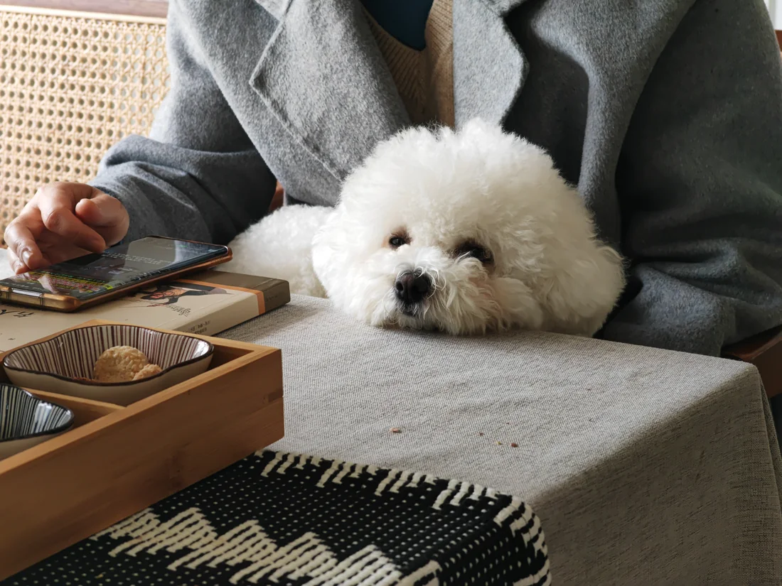 Bichon resting at a table