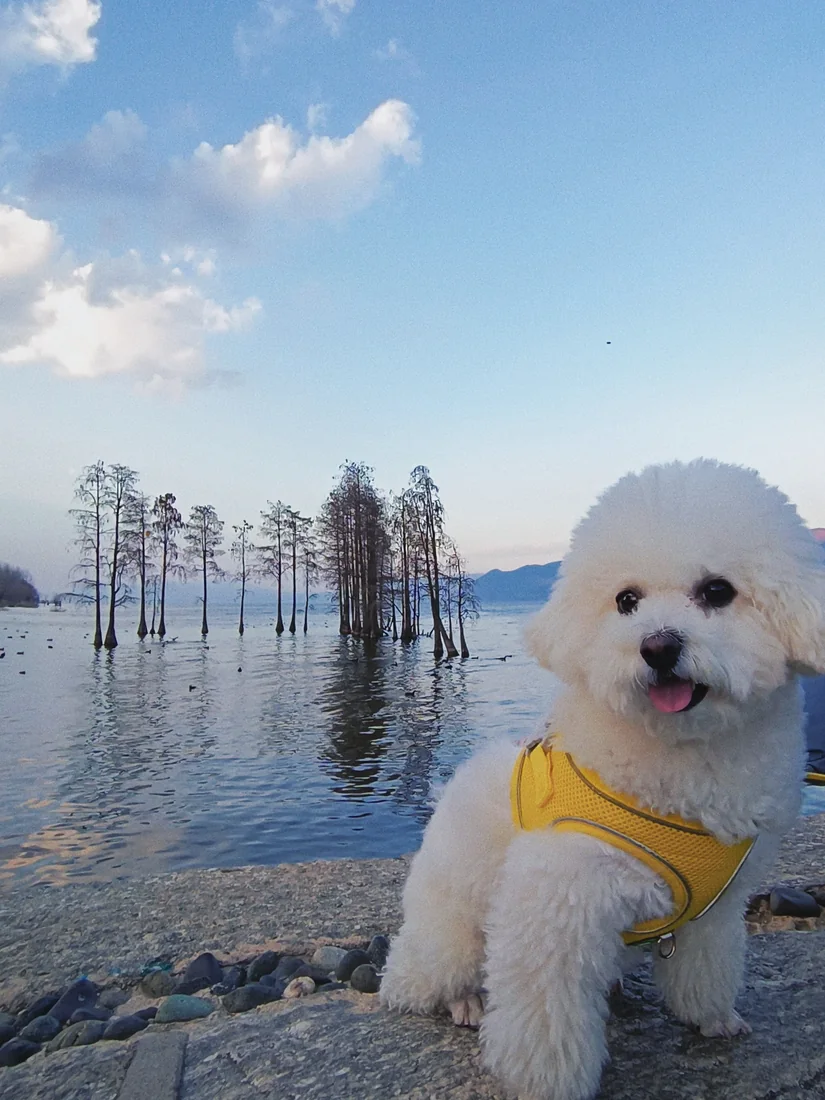 Bichon by the lake